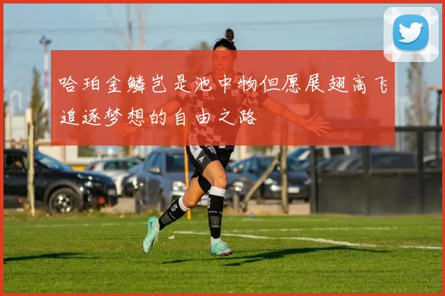 哈珀金鳞岂是池中物但愿展翅高飞追逐梦想的自由之路